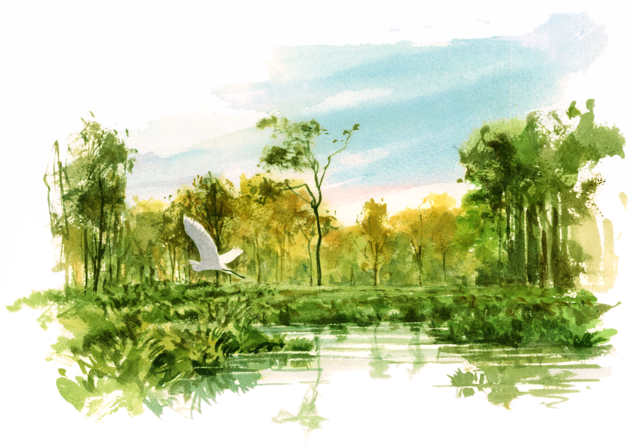 aquarelle de nature représentant un étang et un vol de héron